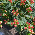 Hypericum 'MIRACLE Attraction' - 