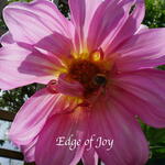 Dahlia 'Edge of Joy' - 