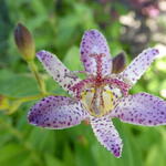 Tricyrtis formosana 'Purple Beauty' - 