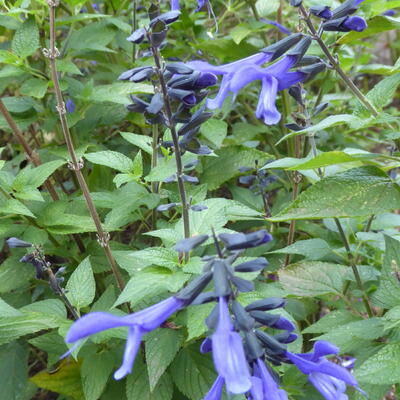 Salvia ROCKIN 'True Bleu' - 