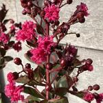 Lagerstroemia indica 'Pink Velour' - 