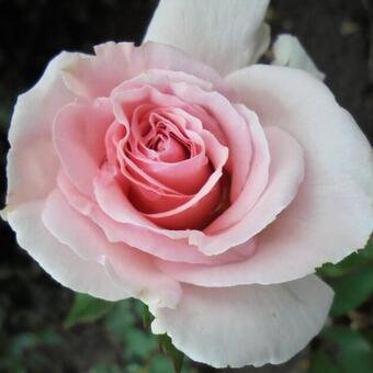 Rosa 'Whiter Shade Of Pale'
