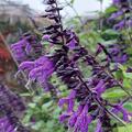Salvia guaranitica var. Purpurea