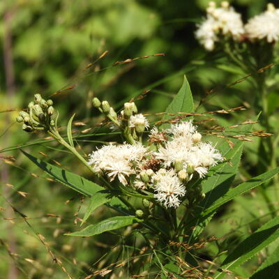 Vernonia crinita f. alba - 