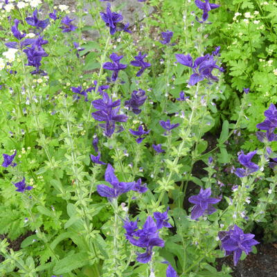 Salvia viridis 'Blue Monday' - 