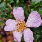 Camellia sasanqua 'Rosea' - 