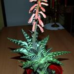 Aloe variegata - Tiger-Aloe