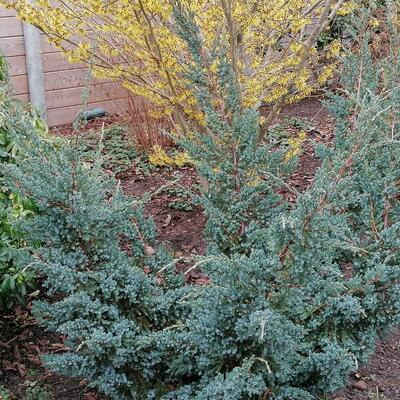 Juniperus squamata 'Holger' - 