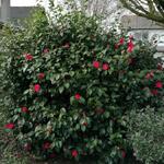 Camellia japonica 'Chandleri Elegans' - 