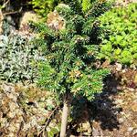 Picea orientalis 'Smee WB' - 