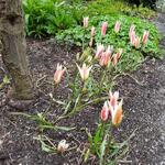 Tulipa clusiana var. stellata - Tulipa clusiana