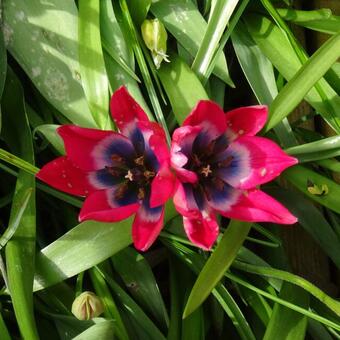 Tulipa 'Wild Wonders' mix