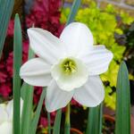 Narcissus 'Ice Wings' - 