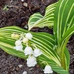 Convallaria majalis 'Polish Beauty' - 