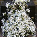 Rhododendron japonica 'Evergreen' - Rhododendron japonica 'Evergreen' - 