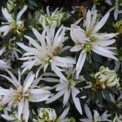 Rhododendron japonica 'Evergreen' - 