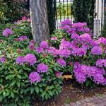 Rhododendron ponticum 'Roseum' - 