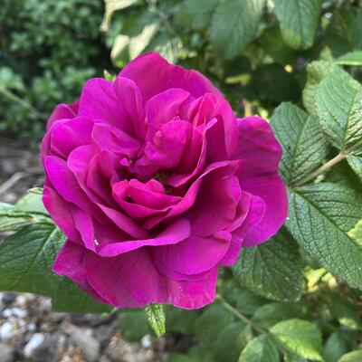 Rosa rugosa 'Moje Hammarberg' - 