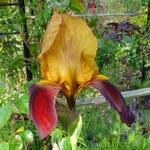 Iris germanica 'Gai Luron' - 