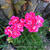 Pelargonium 'Fanny Eden'