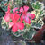 Pelargonium 'Frank Headley'
