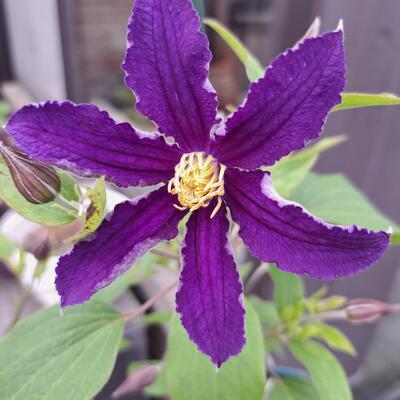Clematis 'SoMany Blue Flowers' - 