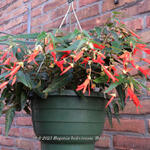 Begonia boliviensis 'Bonfire' - 