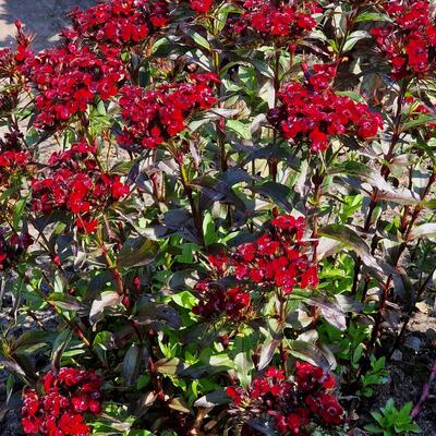 Dianthus barbatus 'Monksilver Black' - 