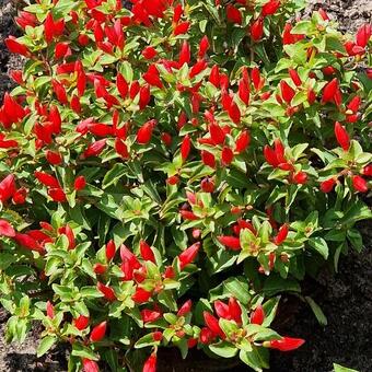 Fuchsia 'Chilli Red'