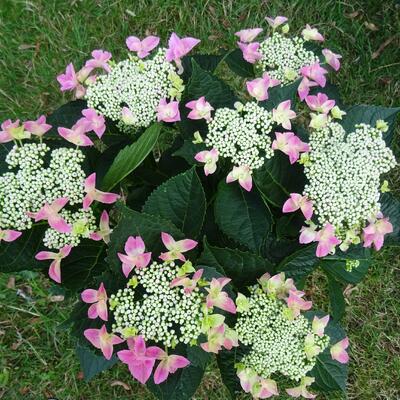 Hydrangea macrophylla Lacecap Pink - 