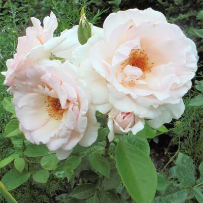 Rosa 'Whiter Shade Of Pale' - 