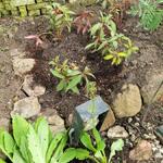 Impatiens omeiana 'Pink nerves' - 