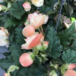 Begonia 'FRAGRANT FALLS IMPROVED' - 