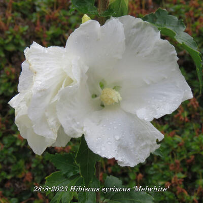 Hibiscus syriacus ‘Melwhite' - 