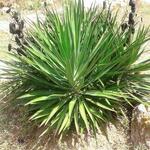 Yucca aloifolia - Graue Palmlilie