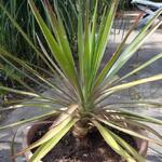 Yucca aloifolia - Graue Palmlilie