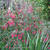 Fuchsia magellanica