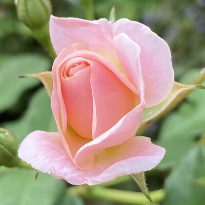 Rosa 'Rose of Hope' - 