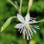 Beesia calthifolia - Beesia calthifolia - 