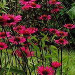 Echinacea purpurea 'JS Stiletto' - 