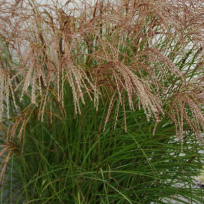 Miscanthus sinensis 'Red Cloud' - Miscanthus sinensis 'Red Cloud'