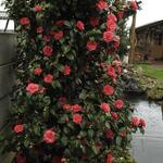 Camellia japonica 'Chandleri Elegans' - 