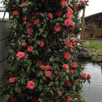 Camellia japonica 'Chandleri Elegans'