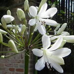 Agapanthus 'Leicester' - 