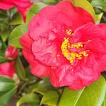 Camellia japonica 'Doctor Burnside' - 