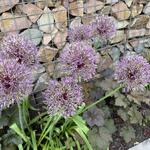 Allium 'Purple Rain' - Allium 'Purple Rain'