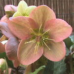 Helleborus x ericsmithii 'Pink Beauty' - 