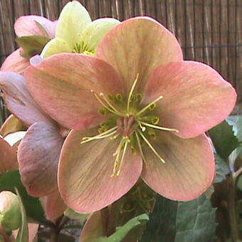 Helleborus x ericsmithii 'Pink Beauty'