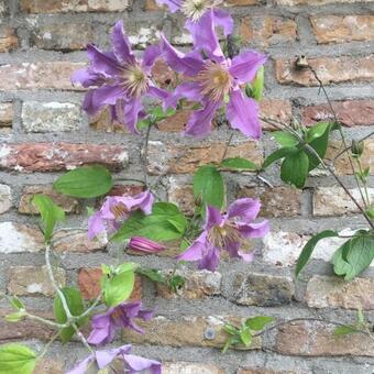 Clematis 'East River'