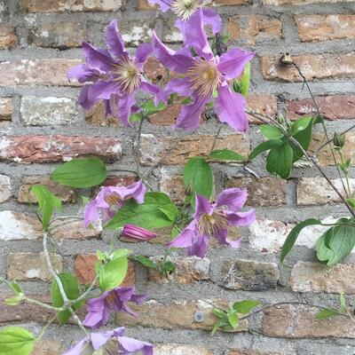Clematis 'East River'  - 